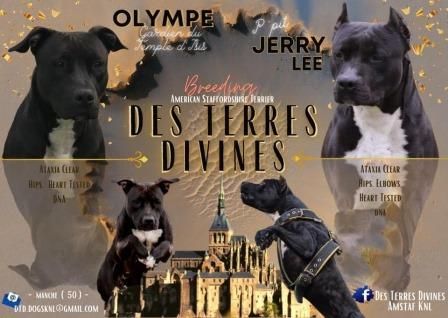 Des Terres Divines - American Staffordshire Terrier - Portée née le 27/02/2021